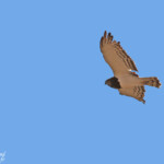 Black chested snake-eagle, Circaète à poitrine noire, sud de Windhoek