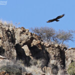 Aigle de Verreaux, sud de Windhoek