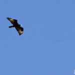 Aigle de Verreaux, sud de Windhoek