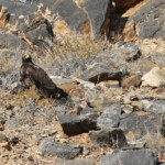Aigle de Verreaux immature, sud de Windhoek
