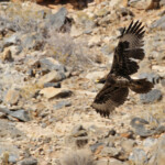 Aigle de Verreaux immature, sud de Windhoek