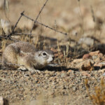 Écureuil terrestre, Naukluft