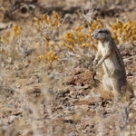 Écureuil terrestre, Naukluft