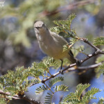 Yellow-bellied eremomela, Érémomèle à croupion jaune, Windhoek