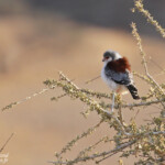 Fauconnet pygmée, Naukluft