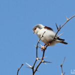 Pygmy falcon, Fauconnet pygmée, Windhoek