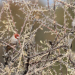 Red-headed finch, Amadine à tête rouge, sud de Windhoek