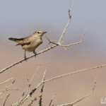 Chat flycatcher, Gobemouche traquet, Désert du Namib