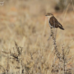 Marico Flycatcher, Gobemouche du Marico, Windhoek