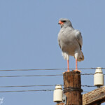 Autour chanteur, Désert du Namib