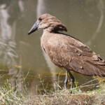 Ombrette africaine, pistes au sud de Windhoek