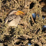 Yellow-billed Hornbill, Calao leucomèle, Windhoek