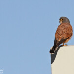Rock kestrel, Crécerelle des rochers, Windhoek