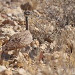 Outarde de Ruppell, Désert du Namib