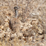 Outarde de Ruppell, Désert du Namib