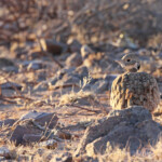 Ruppell's Korhaan, Outarde de Ruppell, sud de Windhoek