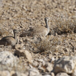 Outarde de Ruppell (ruppell's Korhaan)