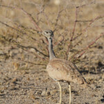 Outarde de Ruppell (ruppell's Korhaan)