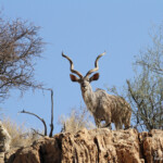 Grand Koudou, sud de Windhoek