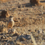 Alouette éperonnée (Spike-heeled lark)