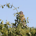 Coliou à dos blanc (White-backed mousebird)