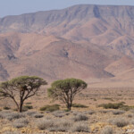 Désert du Namib