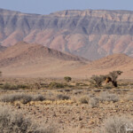 Désert du Namib