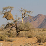 Désert du Namib