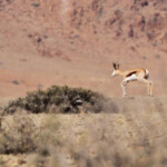Springbok bondissant, Désert du Namib