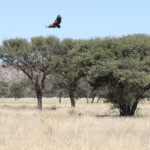 Vautour africain, Paysages au sud de Windhoek
