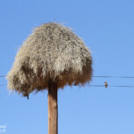 Nid de Tisserin sociable récupéré par les amadines