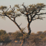 Autour pâle, sud de Windhoek