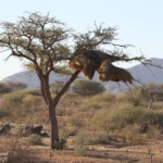 Nid de Tisserins sociables, sud de Windhoek