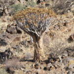 Arbre à carquois