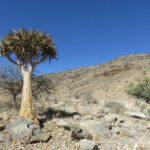 Arbre à carquois