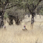 Vautour oricou et Vautour africain, Paysages au sud de Windhoek