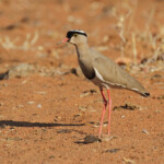 Vanneau couronné, Hobatere