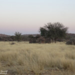 Camping près d'Etosha