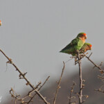 Inséparable rose-gorge, Rosy-faced Lovebird