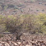 Inséparable rose-gorge, Rosy-faced Lovebird