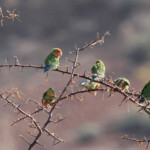 Inséparable rose-gorge, Rosy-faced Lovebird