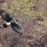 Aigle de Verreaux, Passe de Grootberg