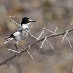 Lanielle à queue blanche, White-tailed Shrike
