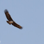 Aigle martial