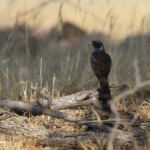 Meves's Starling, Hobatere