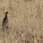 Ganga bibande, Hobatere