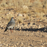 Autour chanteur (Naukluft)