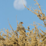 Autour chanteur (Naukluft)