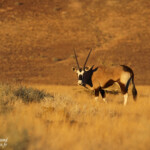 Oryx (Naukluft)