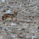 Chacal (Naukluft)